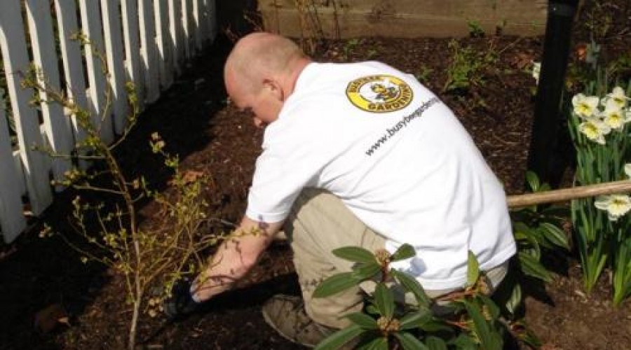 Busybee Gardening