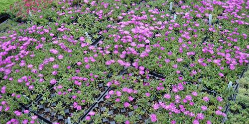 Green Roof Plugs