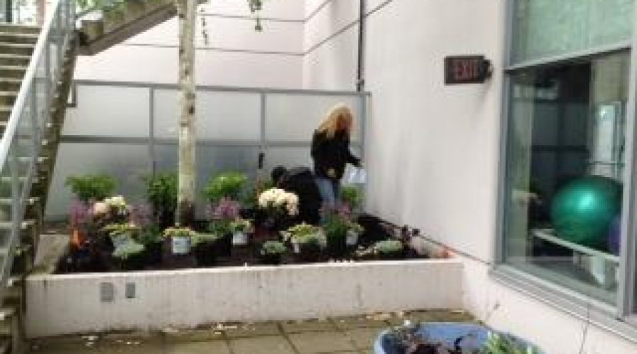 Planting Rooftop Garden