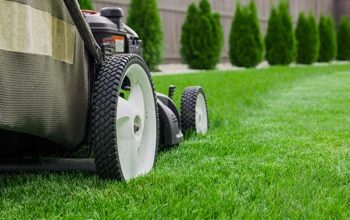 grass cutting