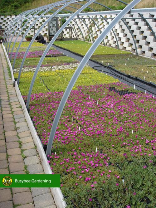 Green Roof
